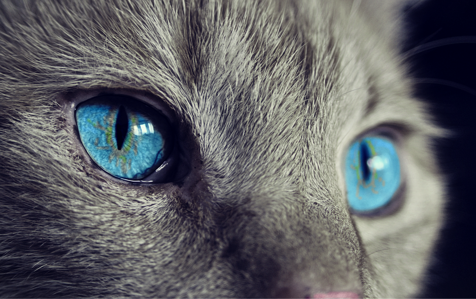 An image of a cat with blue eyes as a metaphor for observability.