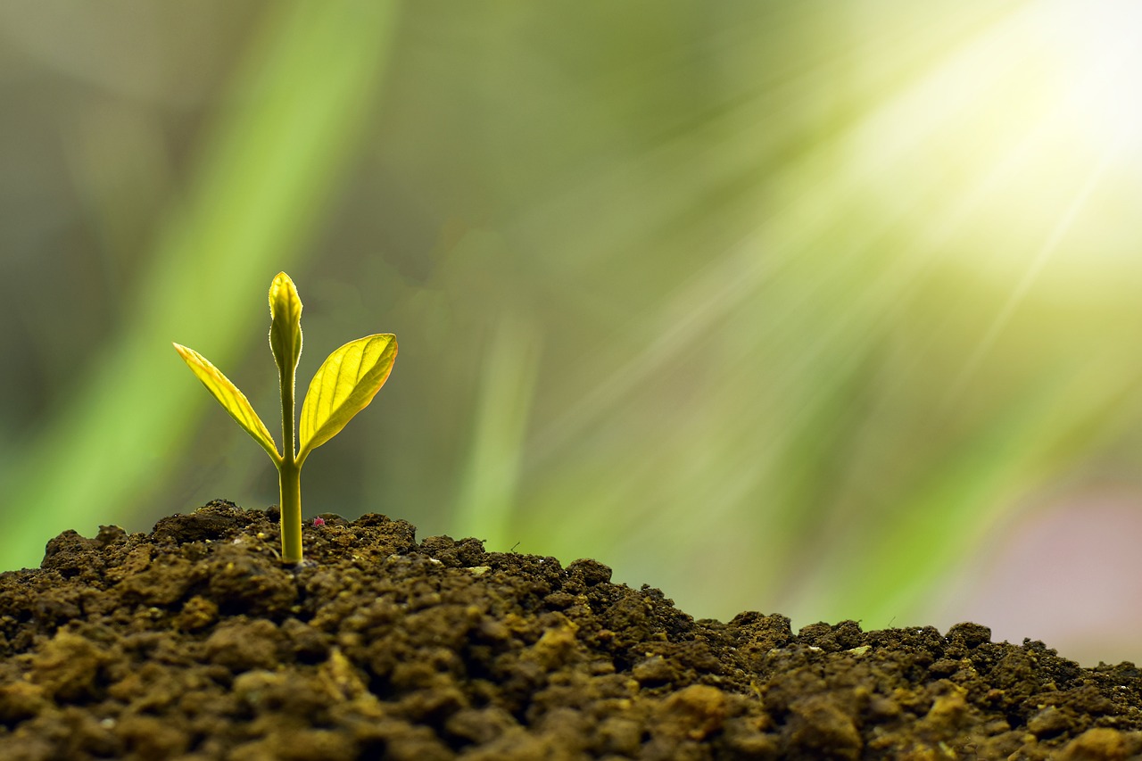 A cartoon image of a small plant that is growing out of soil as a metaphor for investment in technological architecture.